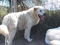 big white shepherd dog